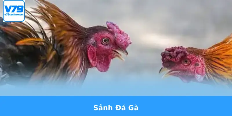 Review Nhà Cái V79 3 Sảnh Đá Gà